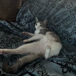 Meet your Posher, Noemi